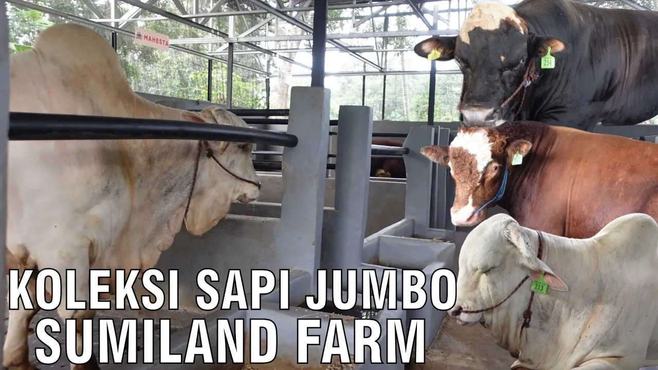 
                                 Koleksi-Sapi-Jumbo-Sumiland-Farm